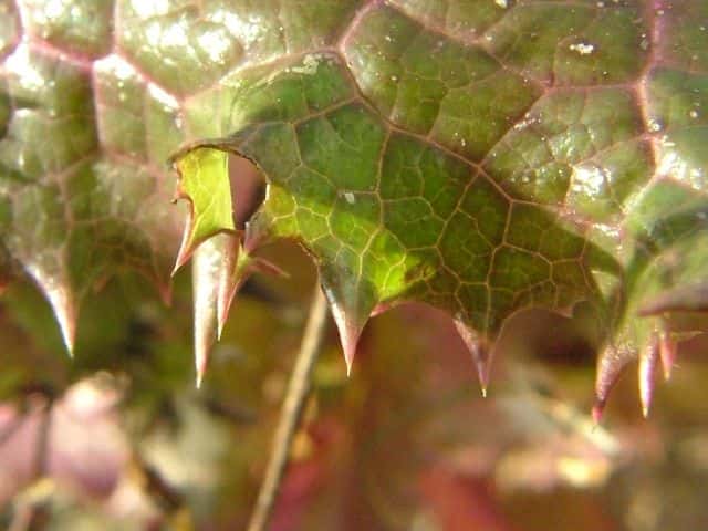 オニノゲシ葉