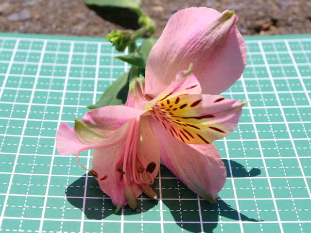アルストロメリア花