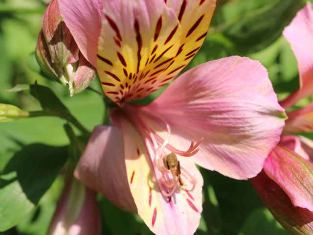 アルストロメリア花