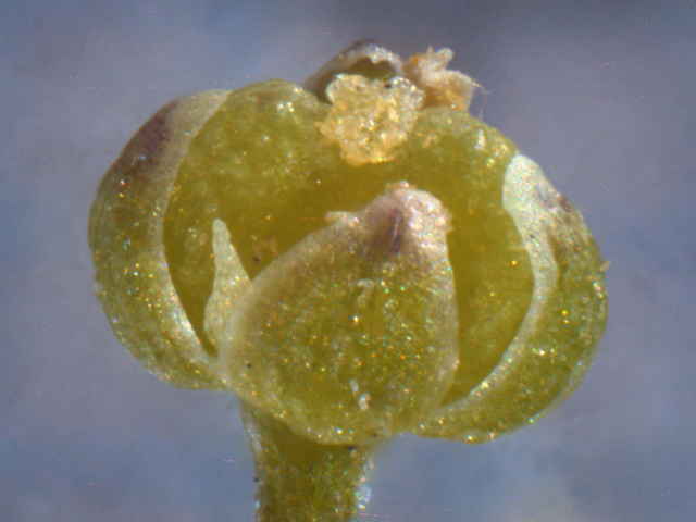 カラクサナズナ花