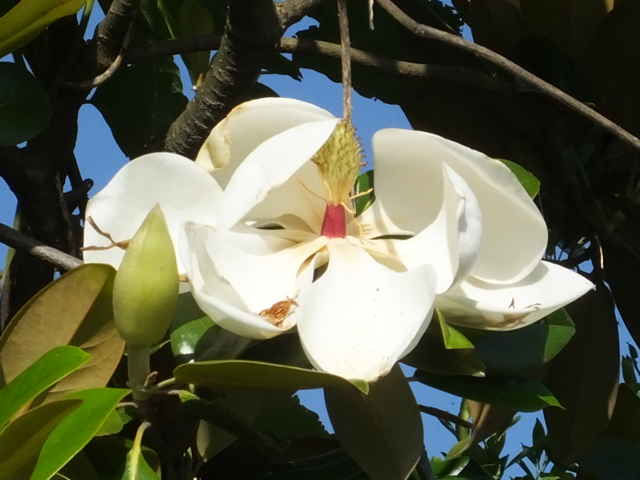 タイサンボク花