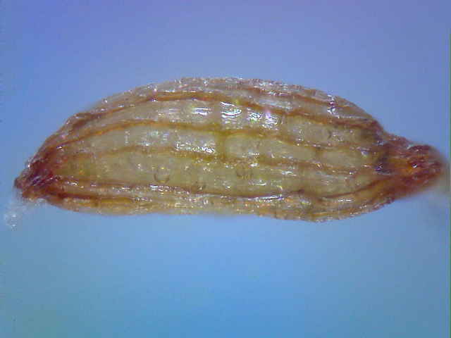 ソクシンラン種子