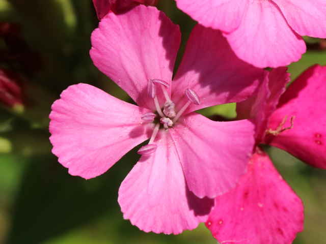 ハマナデシコ花