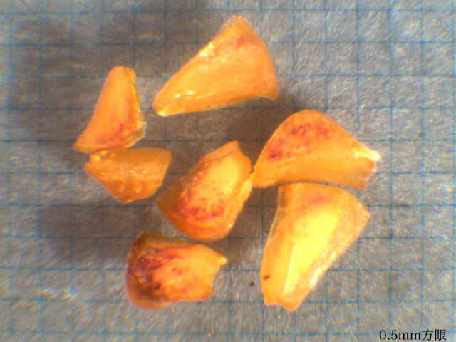 オオマツヨイグサ種子
