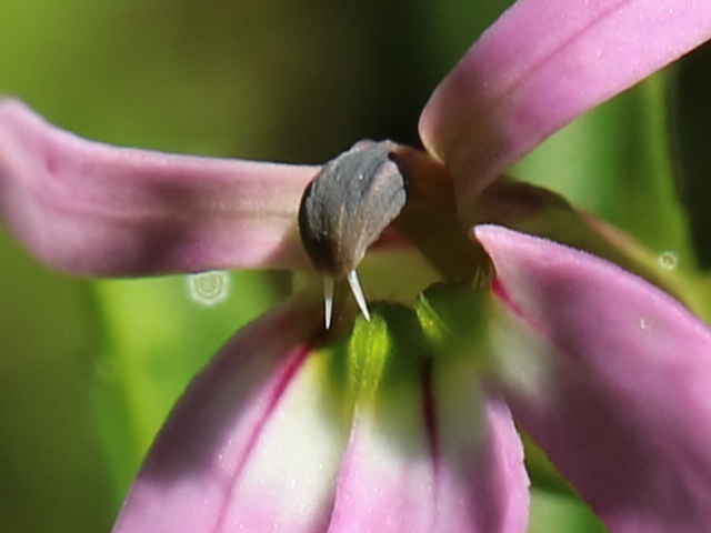 ミゾカクシ花