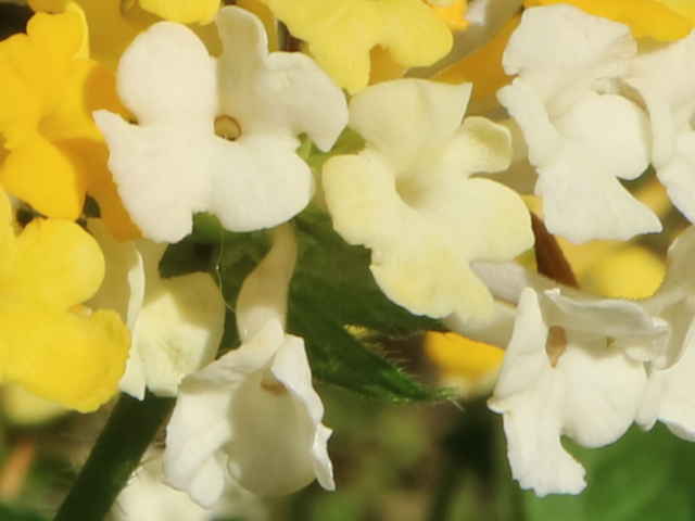 シチヘンゲ花