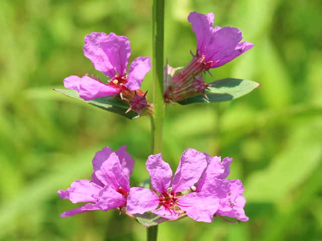 ミソハギ花