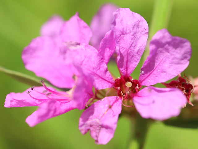 ミソハギ花