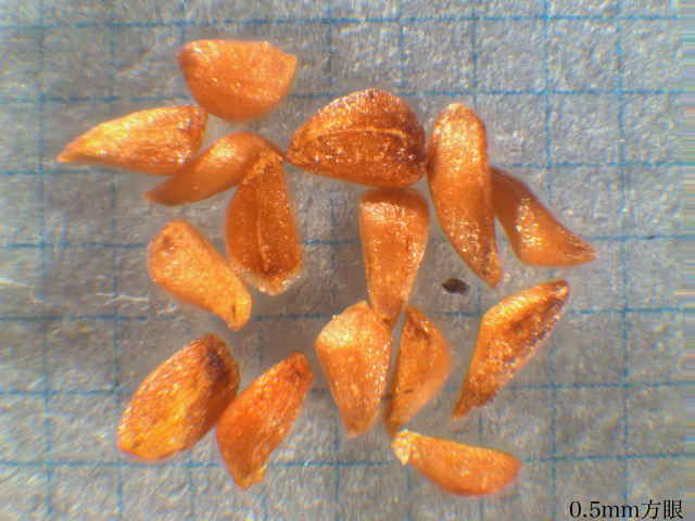 エゾミソハギ種子