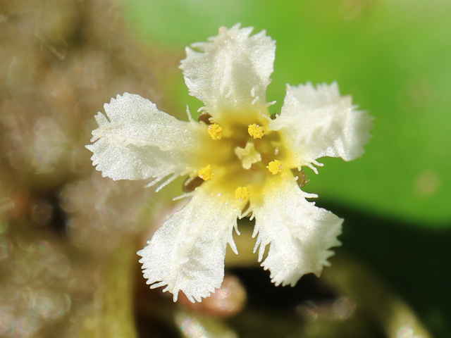 ヒメシロアサザ花