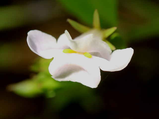 ヒロハスズメノトウガラシ花