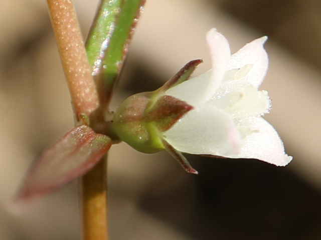 フタバムグラ花