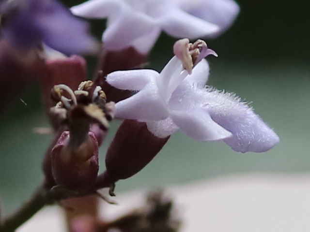 ミツバハマゴウ花
