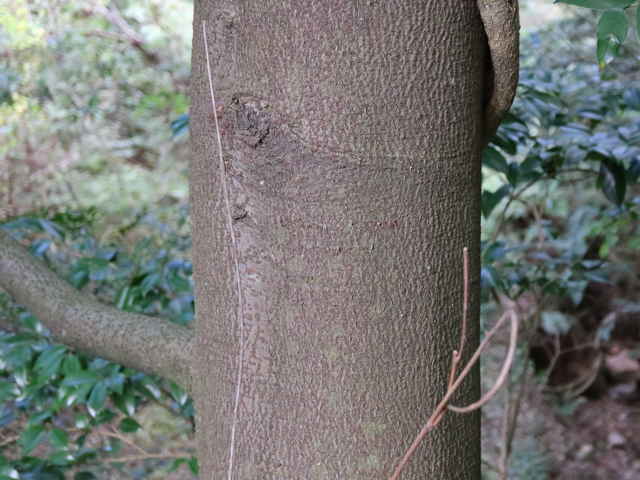 リンボク樹皮