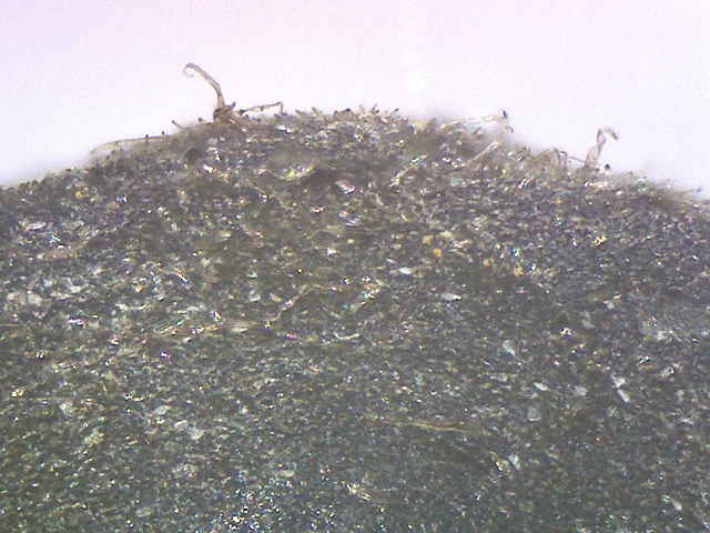 マルバルコウ種子