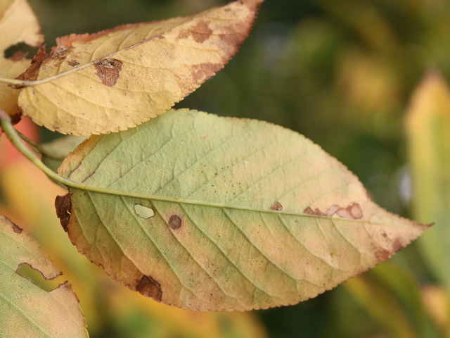 ザイフリボク黄葉