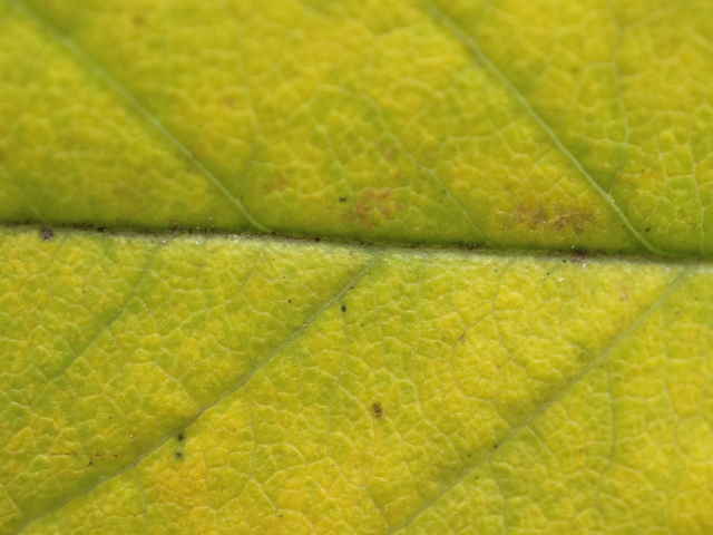 ザイフリボク黄葉