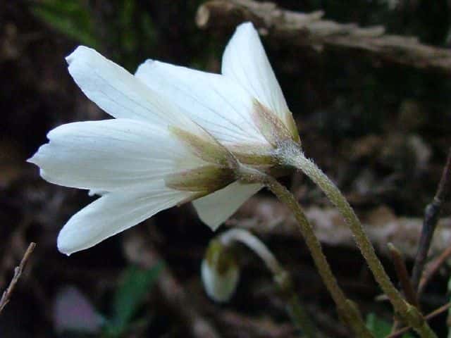 ミヤマカタバミ花
