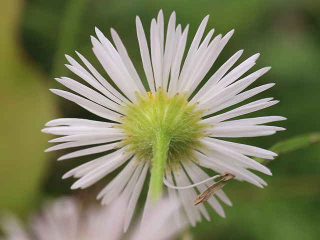 ヘラバヒメジョオン花