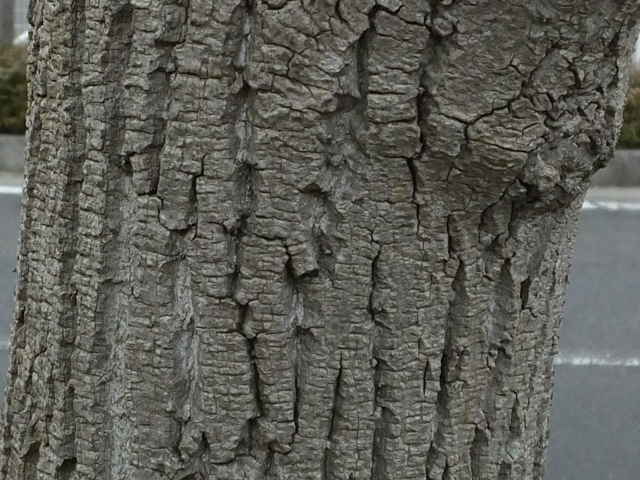ユリノキ樹皮