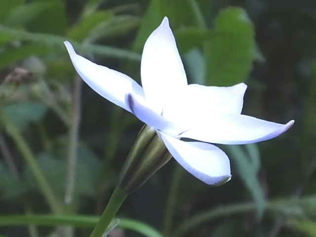 ハナニラ花