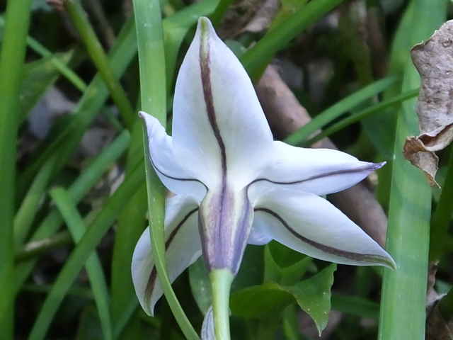 ハナニラ花