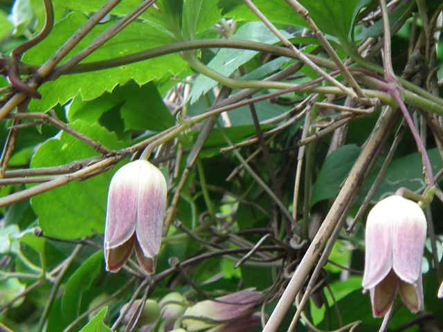 ケハンショウヅル花