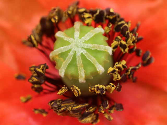 ヒナゲシ花