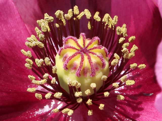アツミゲシ花