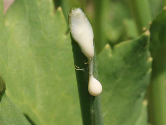 アツミゲシ茎