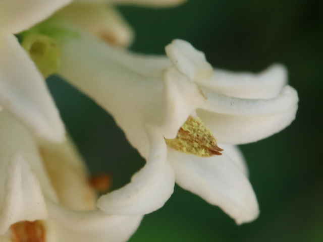 イボタノキ花