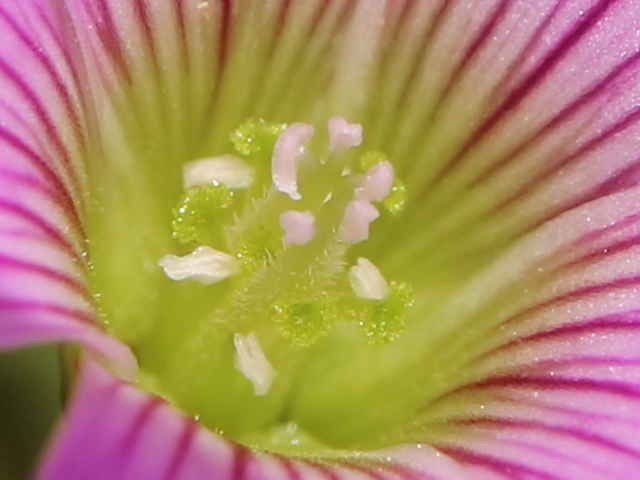 ムラサキカタバミ花