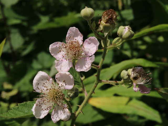セイヨウヤブイチゴ花
