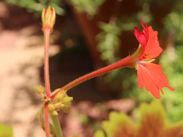 モミジバゼラニウム花