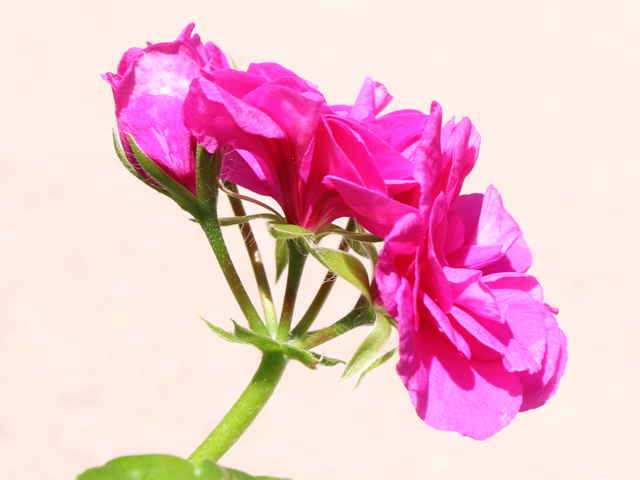 ツタバゼラニウム花
