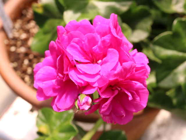 ツタバゼラニウム花