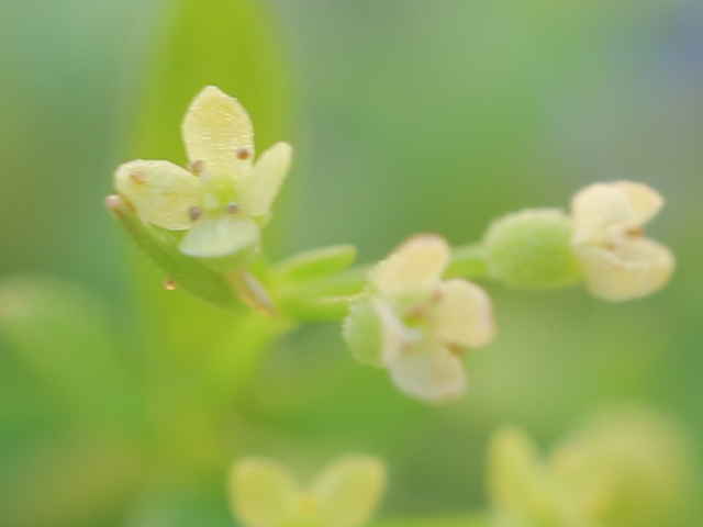 ヒメヨツバムグラ花