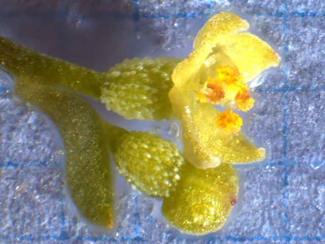 ヒメヨツバムグラ花