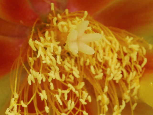 ウチワサボテン花