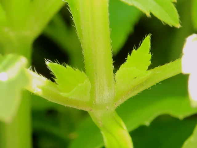 ハナウリクサ茎