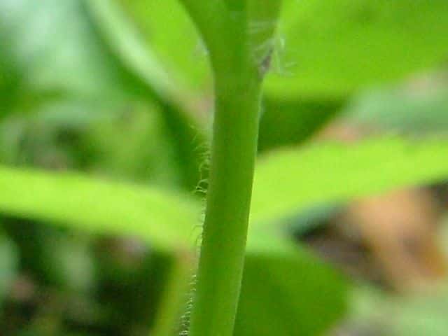 ミヤマハコベ茎
