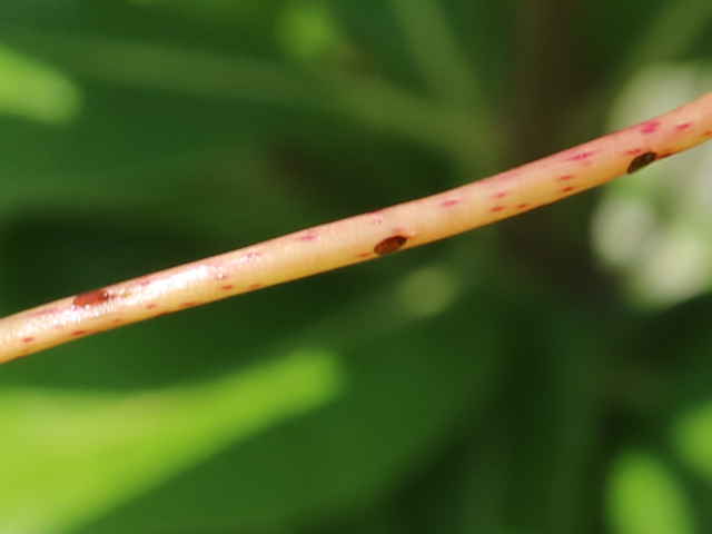 ネナシカズラ茎