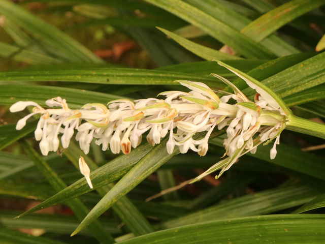ノシラン花