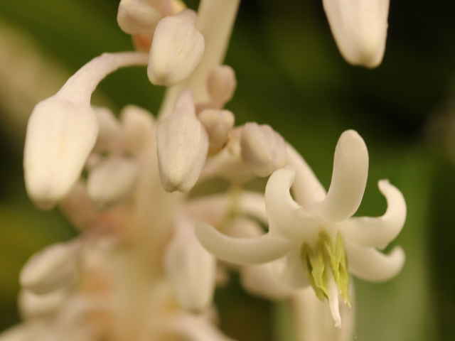 ノシラン花