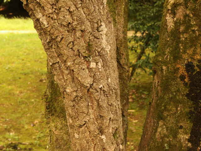 ヒトツバタゴ樹皮