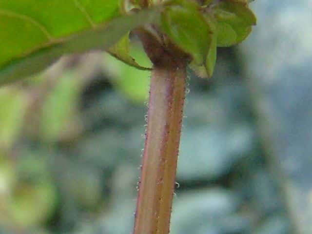 トウバナ茎