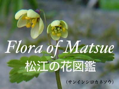 松江の花図鑑